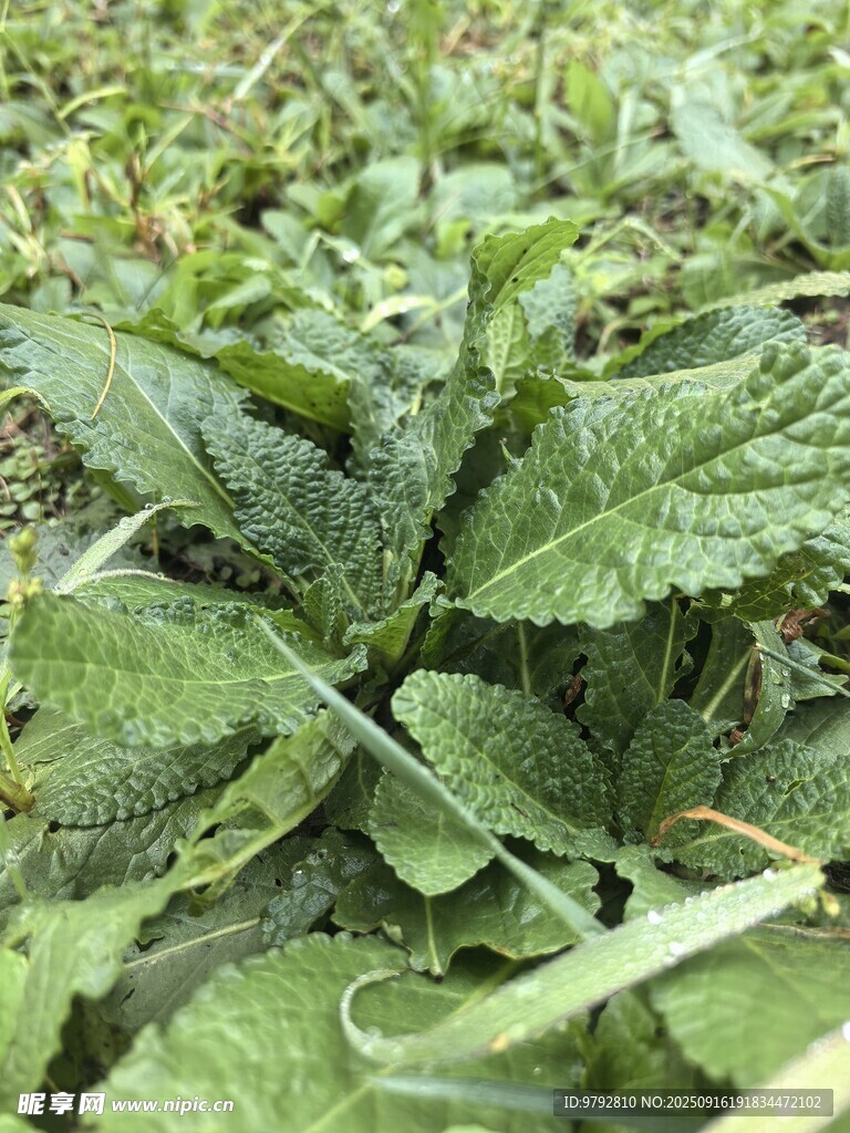 嫩綠葉片特寫