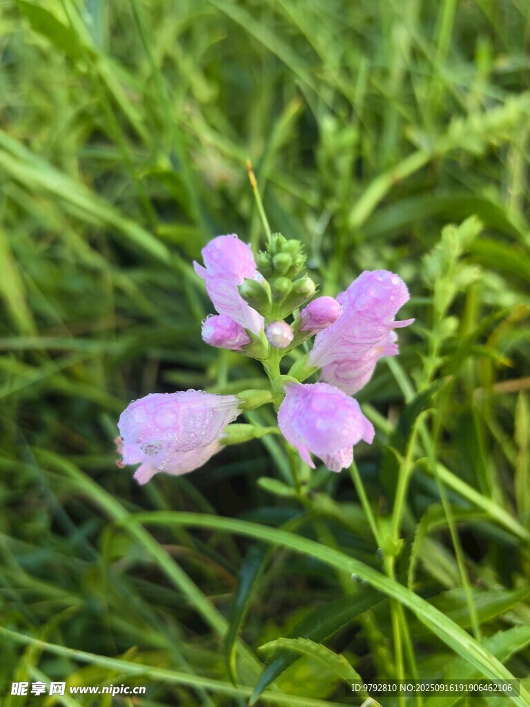 草叢中的紫色小花