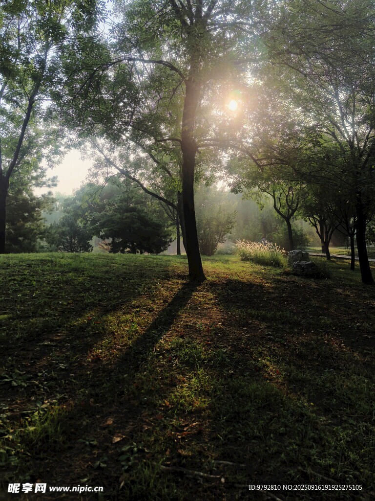 陽光灑落林間草地美景