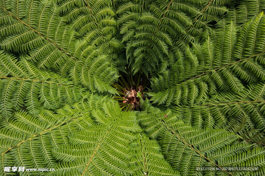 蕨類植物的獨特中心視角