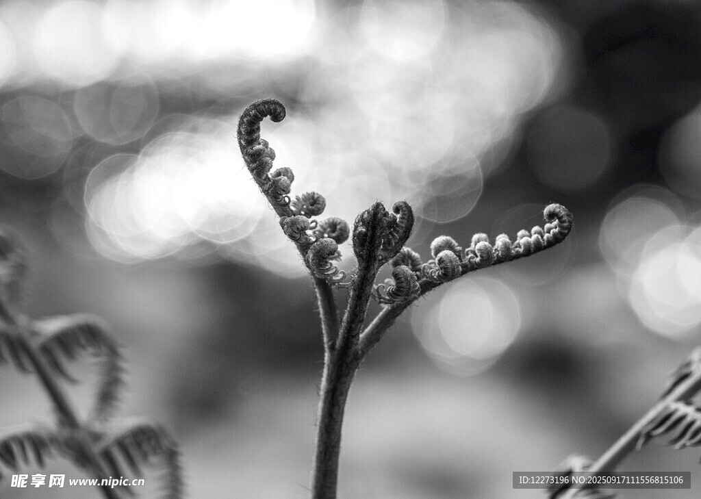 卷曲蕨類植物的獨特姿態(tài)