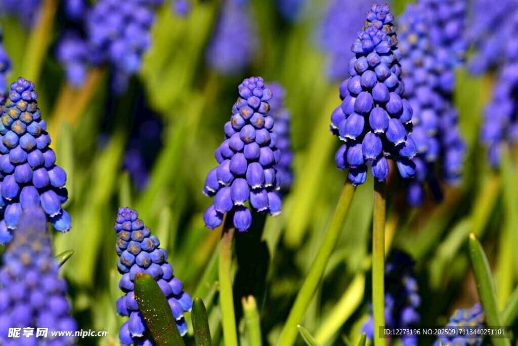 藍(lán)紫色葡萄風(fēng)信子花卉