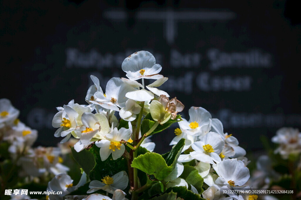 白色花卉特寫(xiě)