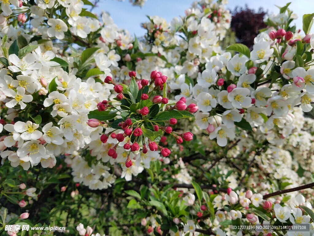 春日繁花盛開(kāi)的絢爛景象