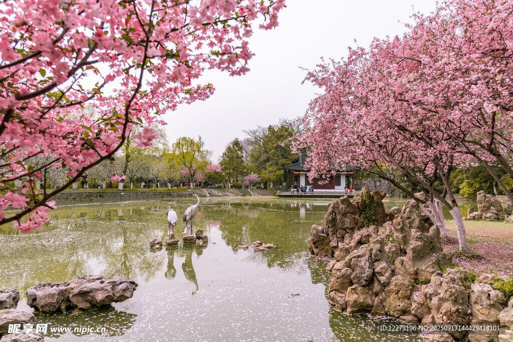湖畔爛漫櫻花美景