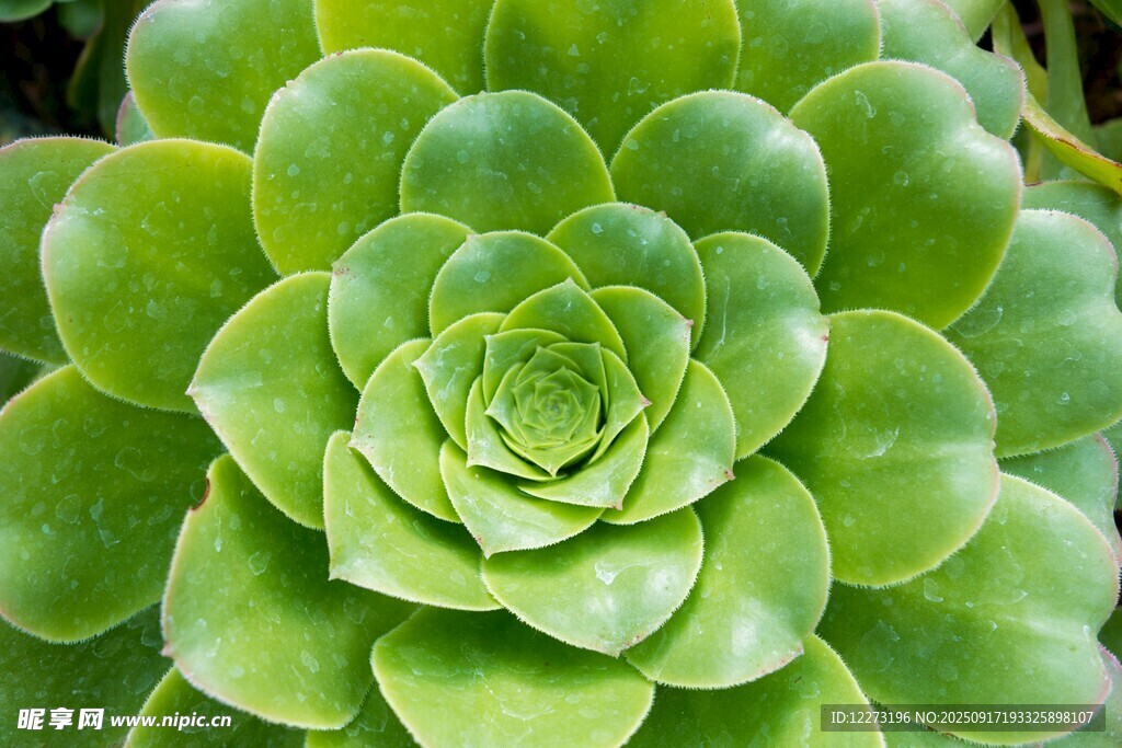 翠綠多肉植物特寫