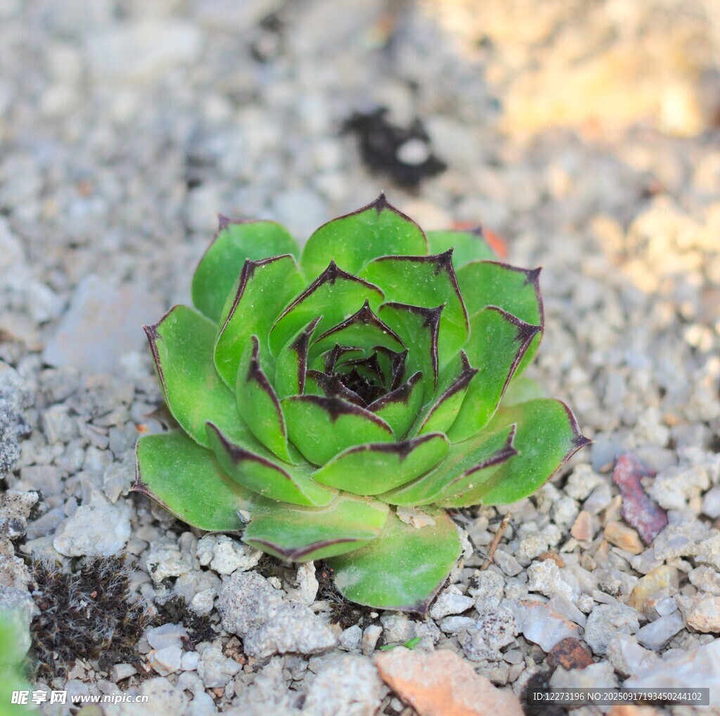 小巧多肉植物綻于沙石間