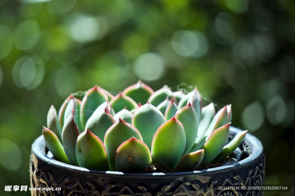 精致盆栽多肉植物特寫