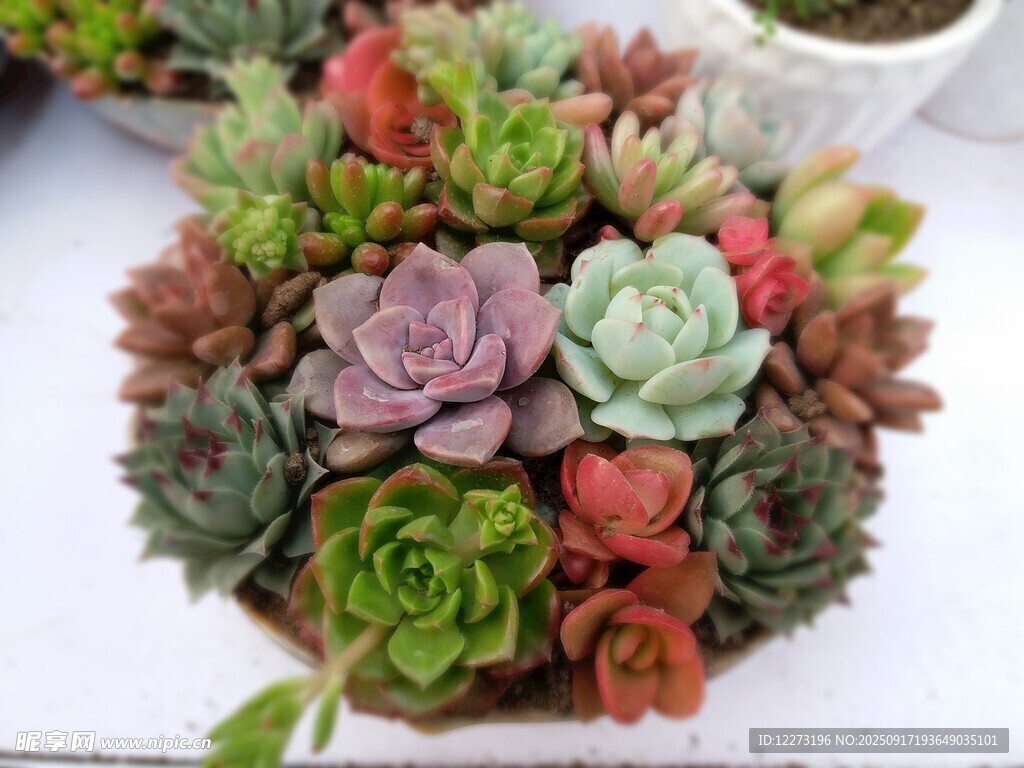 多彩多肉植物組合盆栽