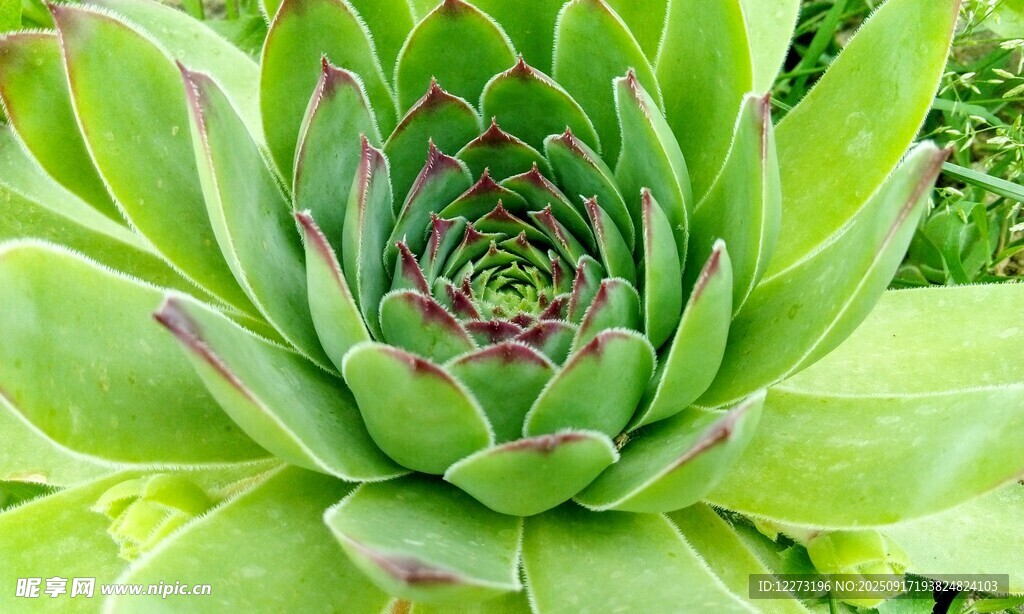 翠綠多肉植物特寫
