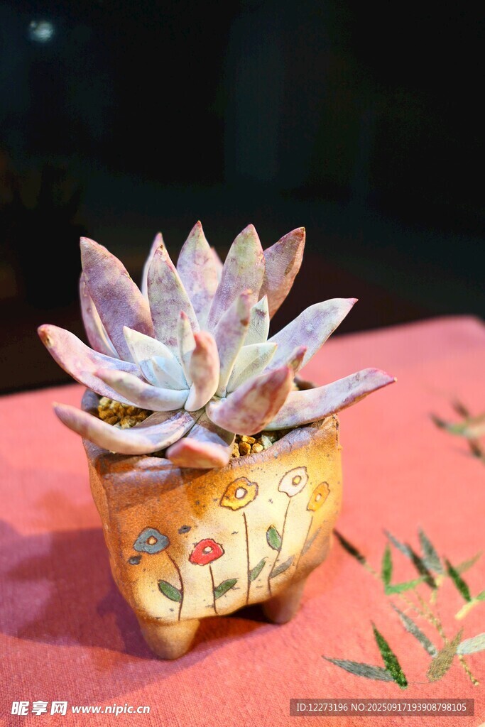精致花盆中的夢幻多肉
