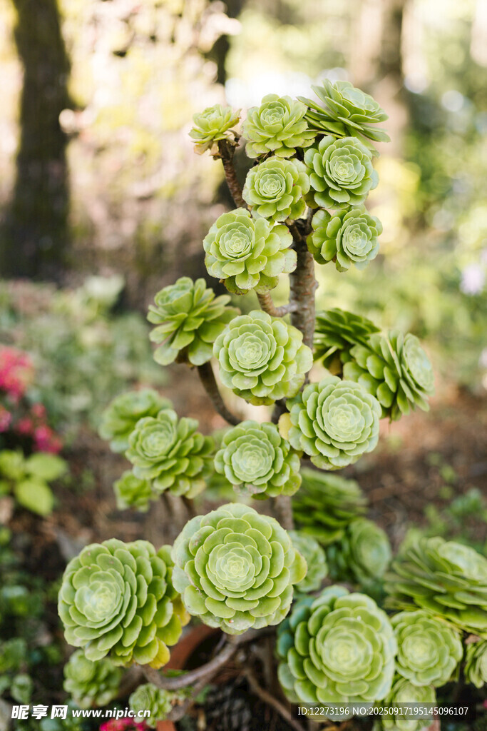 獨(dú)特多肉植物特寫