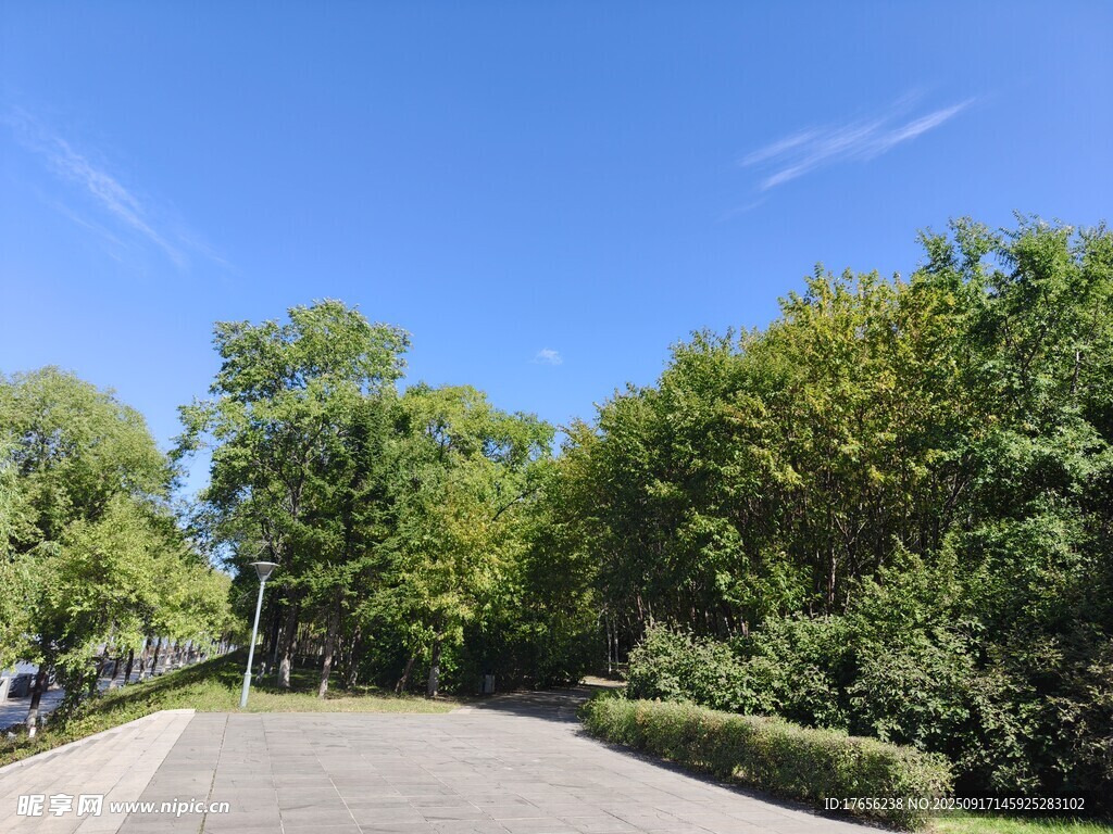 林間靜謐小路
