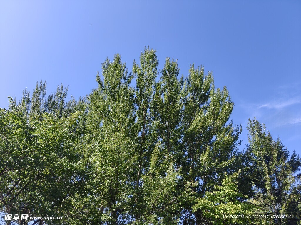 藍(lán)天綠樹(shù)風(fēng)景圖