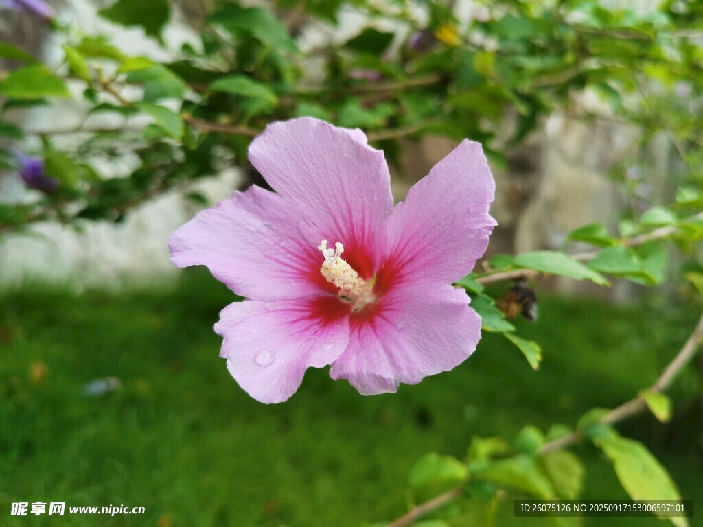 粉色木槿花綻放于綠葉間