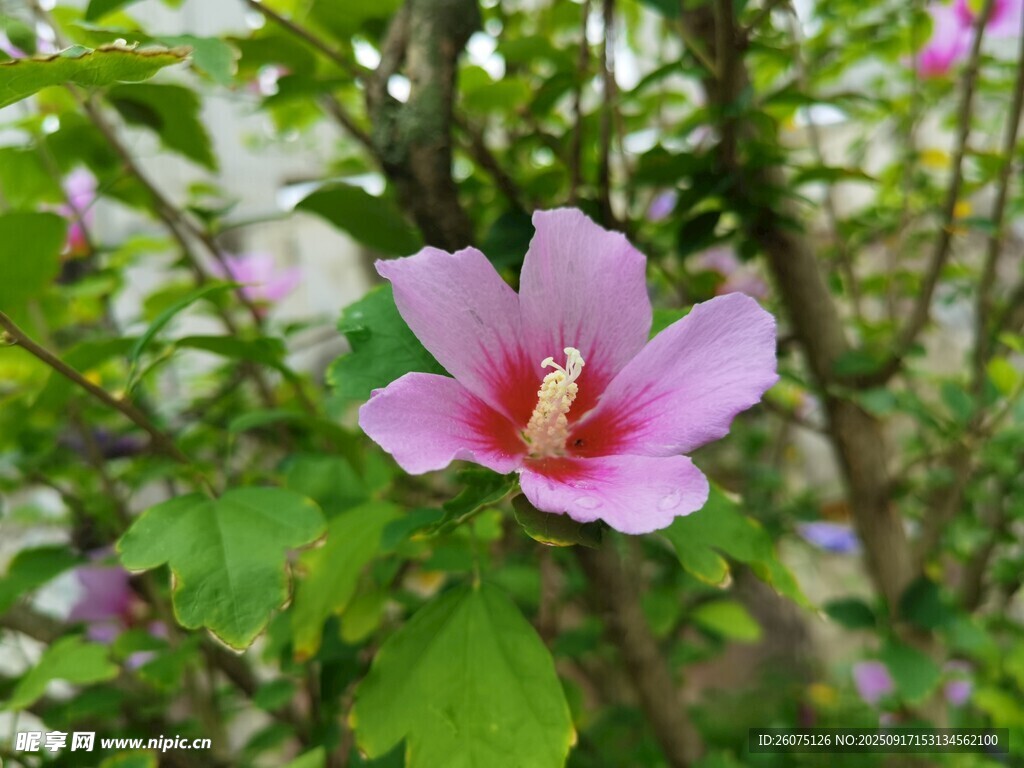 嬌艷木槿花綻放綠葉間