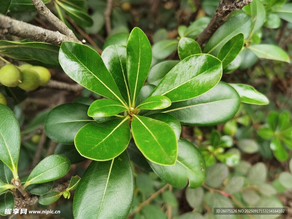 翠綠葉片的生機(jī)植物