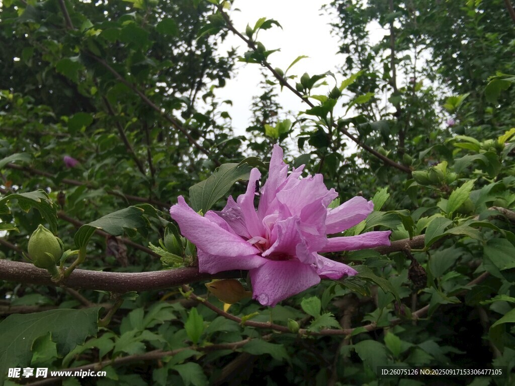 枝頭綻放的嬌艷紫花