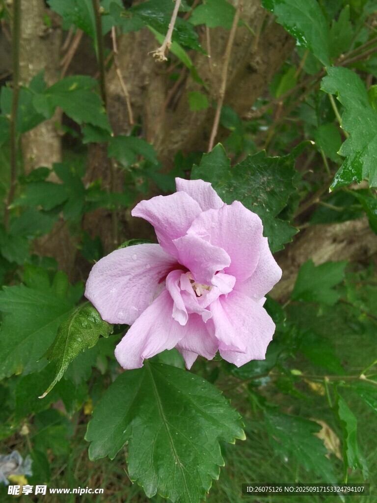 單朵粉紫色木槿花綻放
