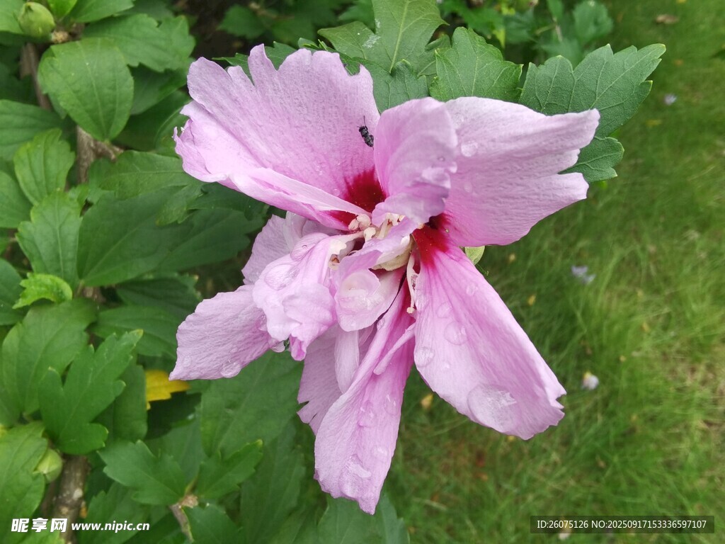 嬌艷粉色木槿花綻放