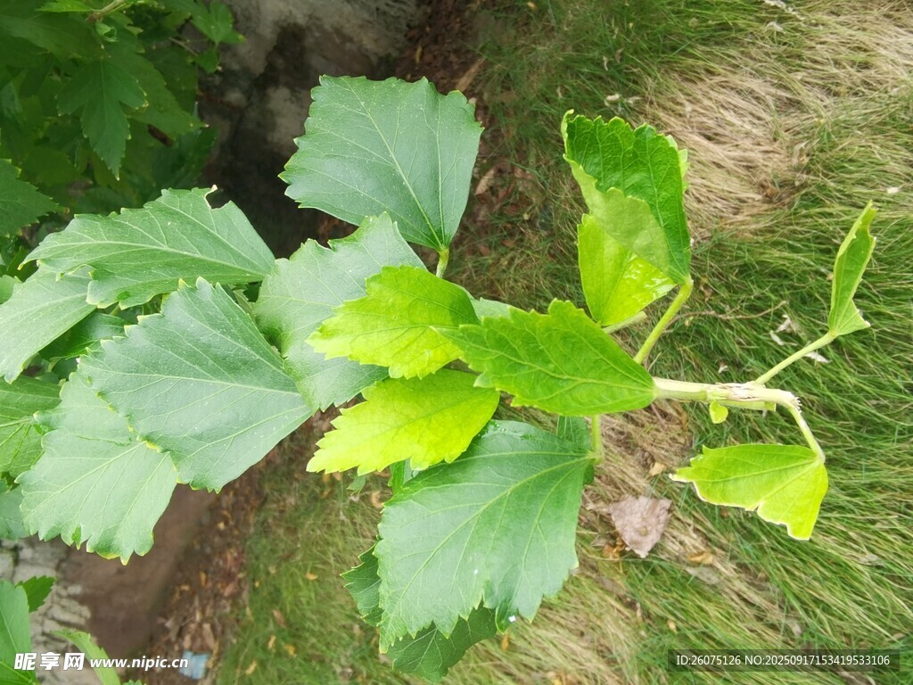 嫩綠銀杏葉展現(xiàn)生機