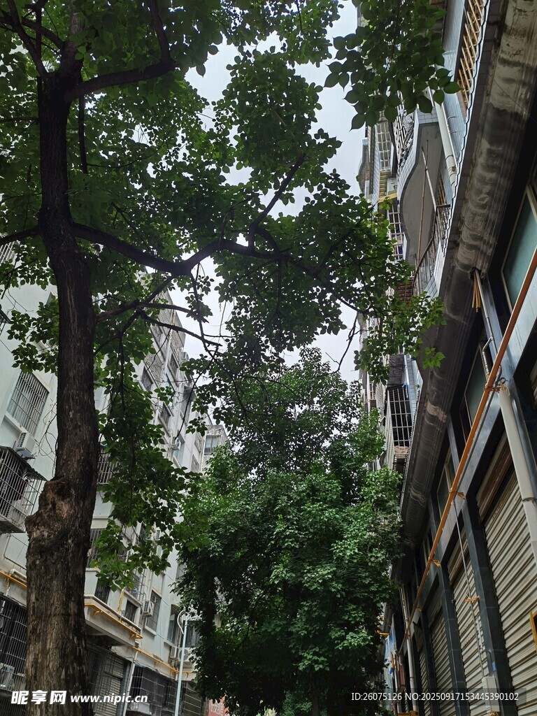 老舊樓房間的綠樹景觀