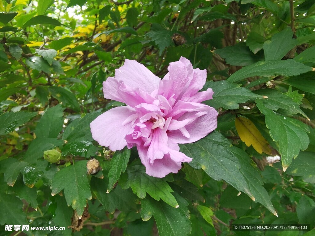 嬌艷粉色木槿花綻放