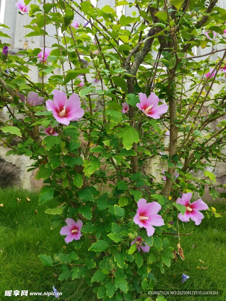 粉色木槿花綻放于綠叢中