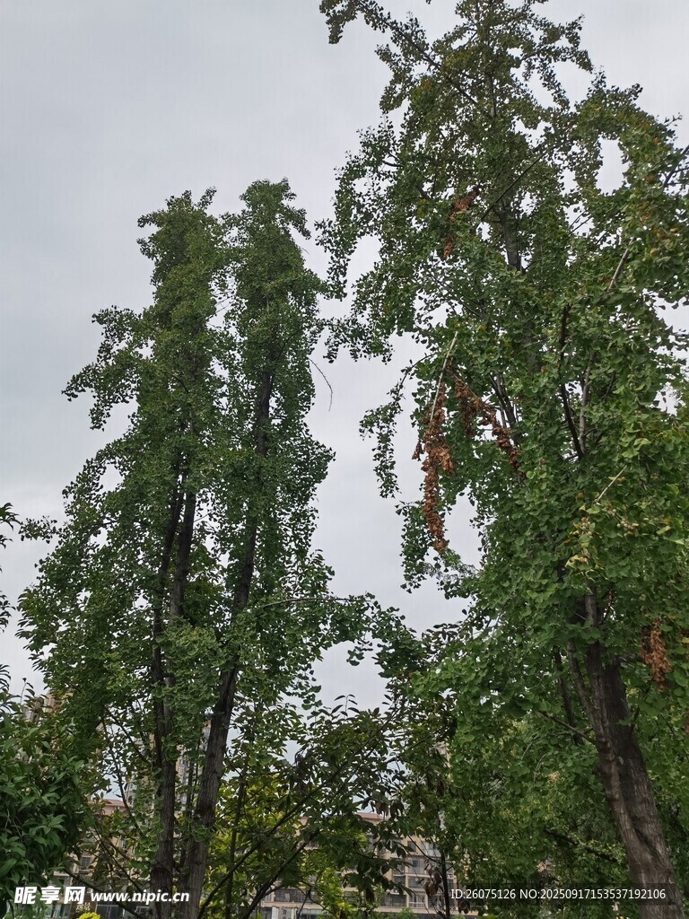 挺拔綠樹展現(xiàn)自然生機