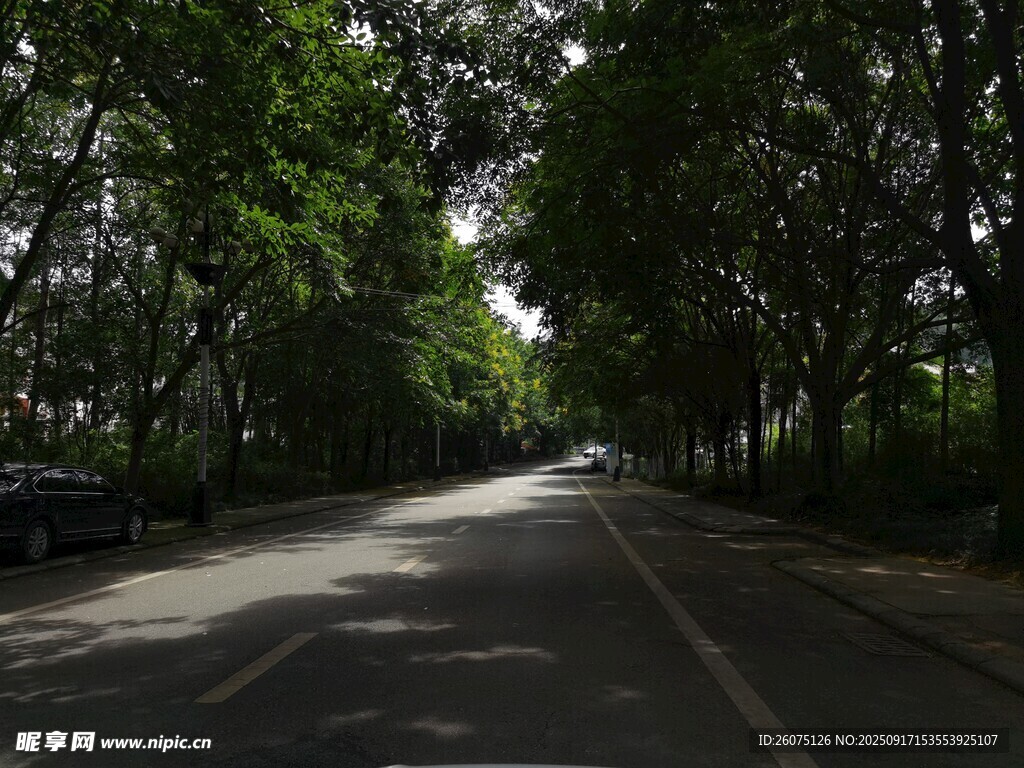 林蔭下的靜謐道路