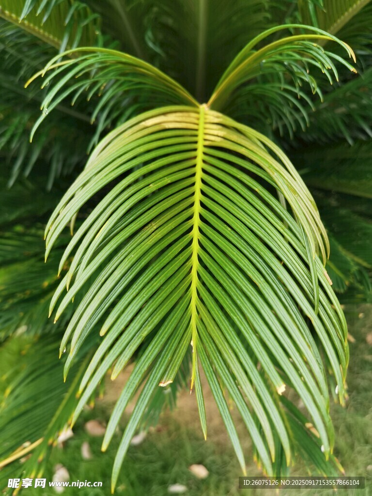 翠綠棕櫚葉特寫