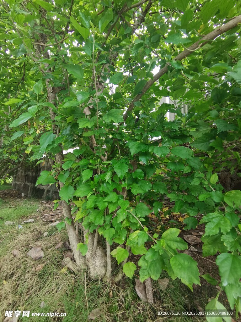綠葉繁茂的叢生植物