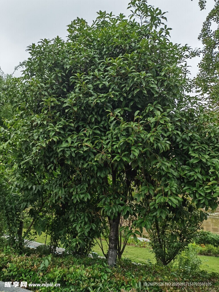 茂盛綠樹盡顯自然生機(jī)