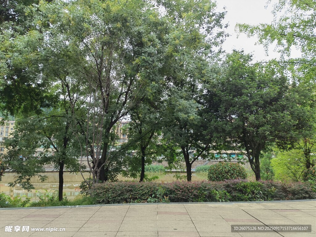 戶外林蔭下的開闊場地