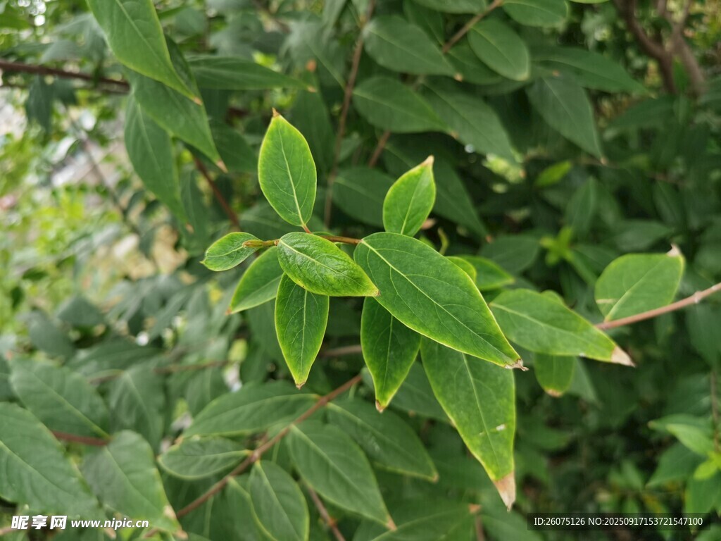 嫩綠枝葉特寫