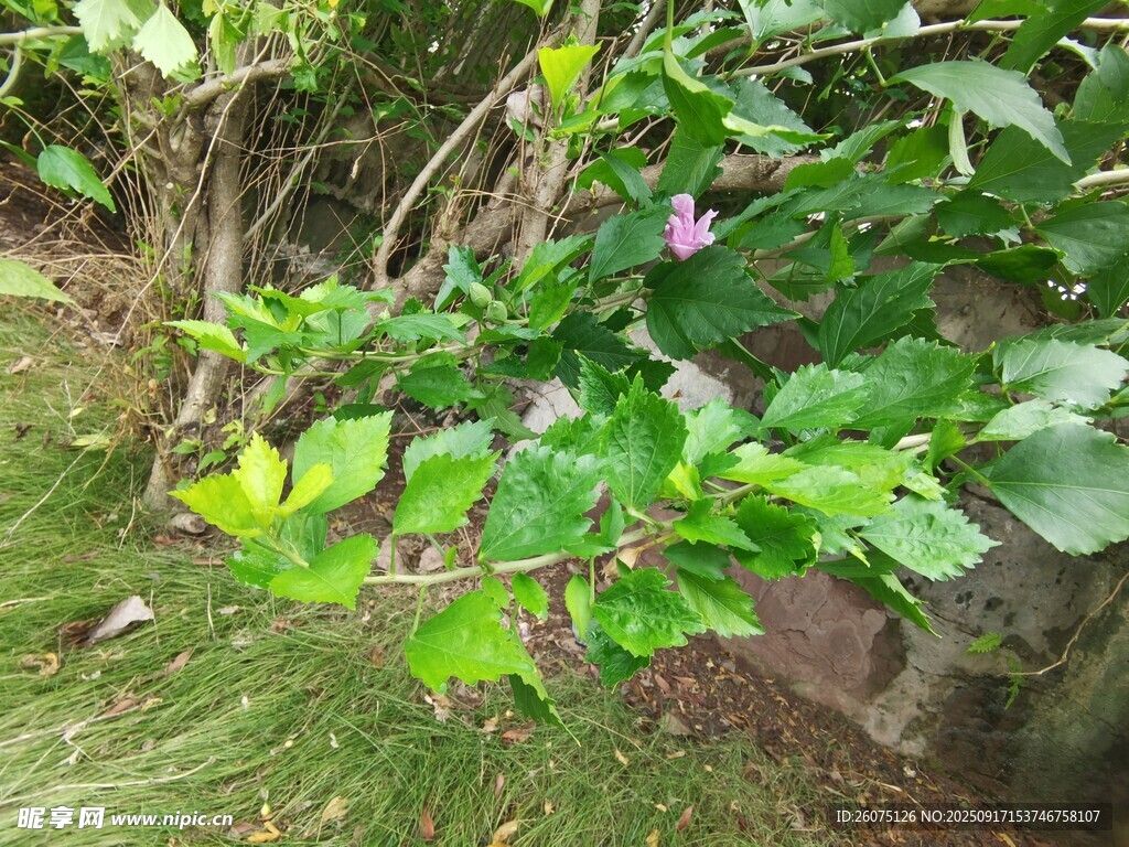 綠葉間綻放的嬌艷花朵
