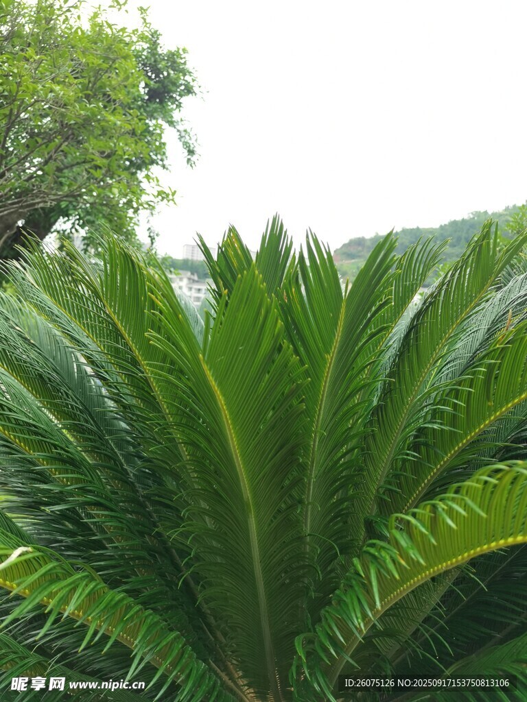 大型翠綠蘇鐵植物特寫(xiě)