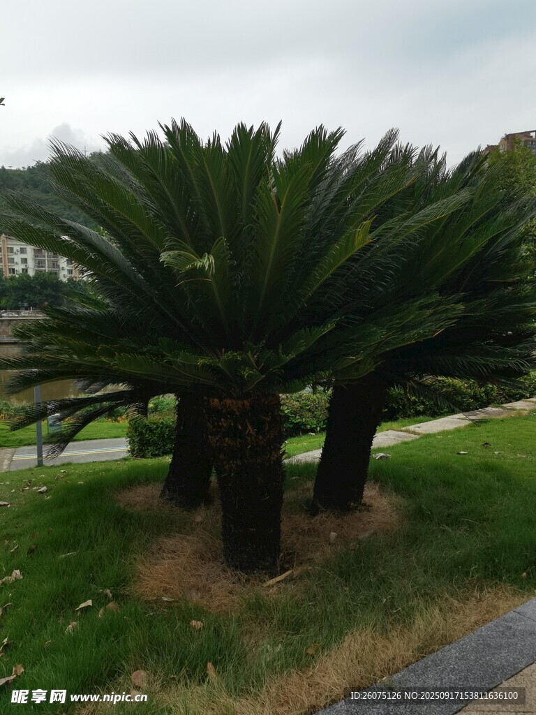 戶外鐵樹景觀