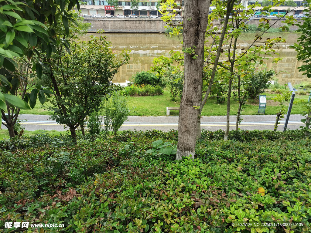 公園綠植景觀