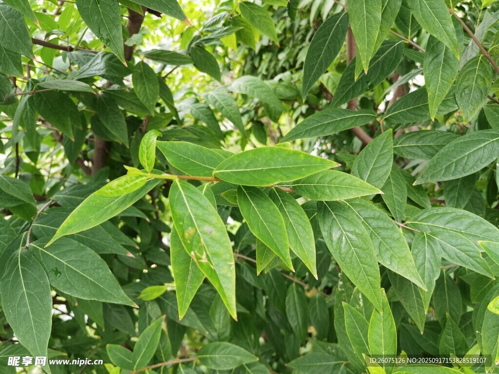 翠綠繁茂的植物葉片