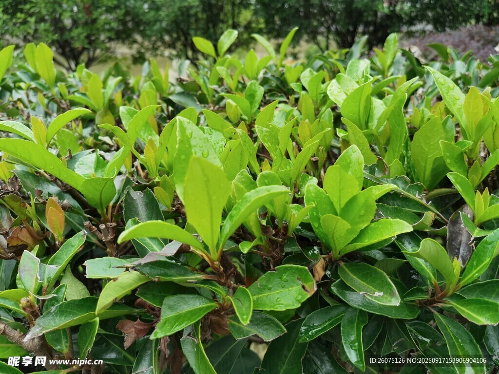 翠綠繁茂的綠植景觀