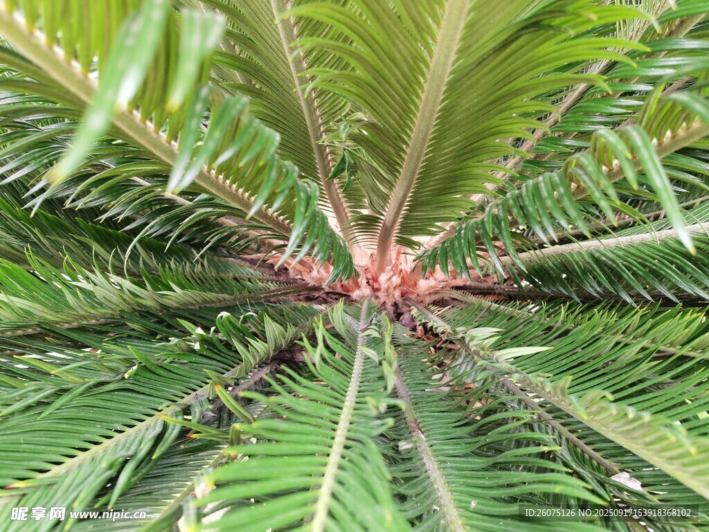 棕櫚植物特寫