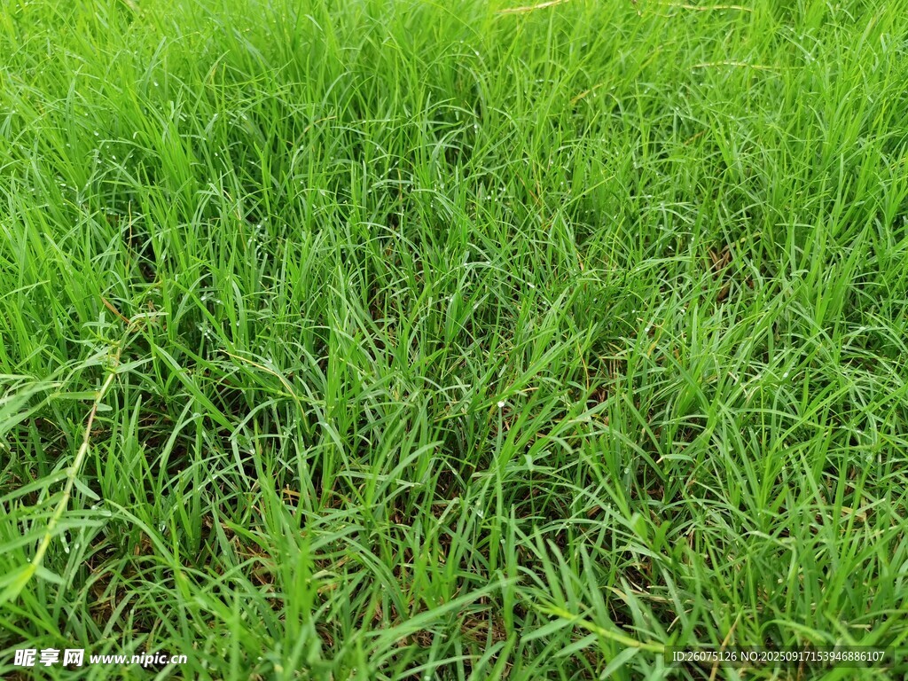 翠綠草地生機(jī)盎然