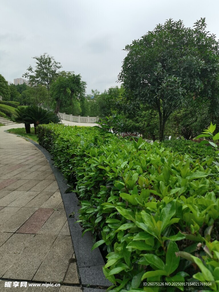 林蔭步道旁的翠綠植物