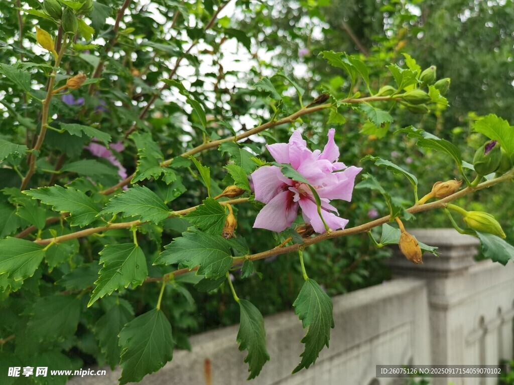 墻邊綻放的嬌艷粉色花朵