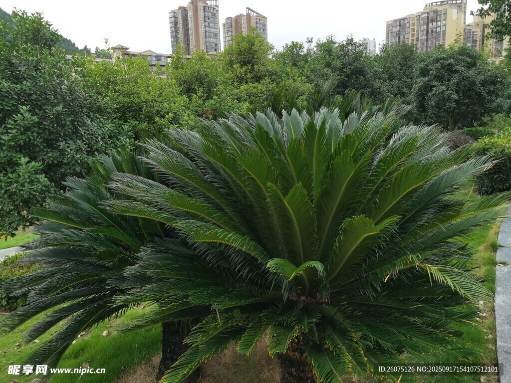 戶外蔥郁蘇鐵植物景觀