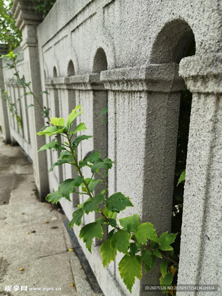 石墻邊的翠綠藤蔓植物