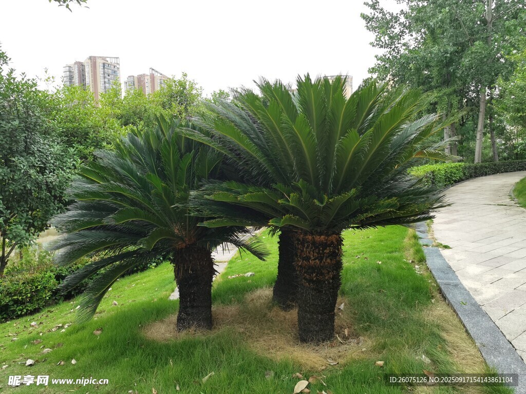 路邊的蘇鐵植物景觀