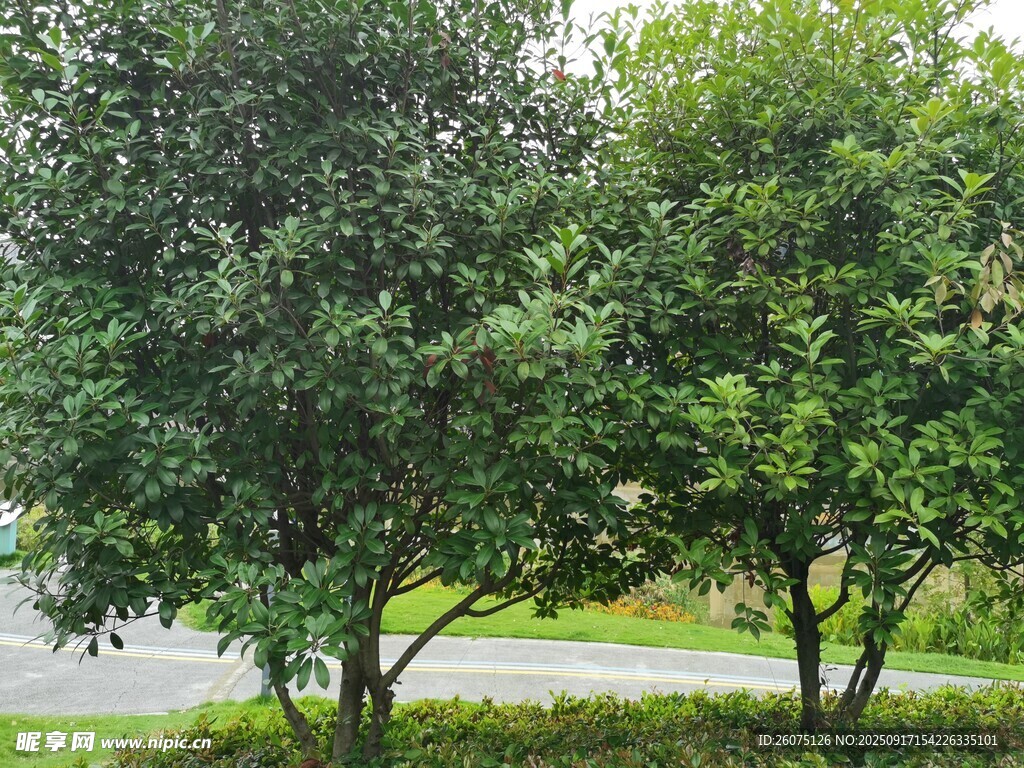 路邊綠樹(shù)成蔭的景象