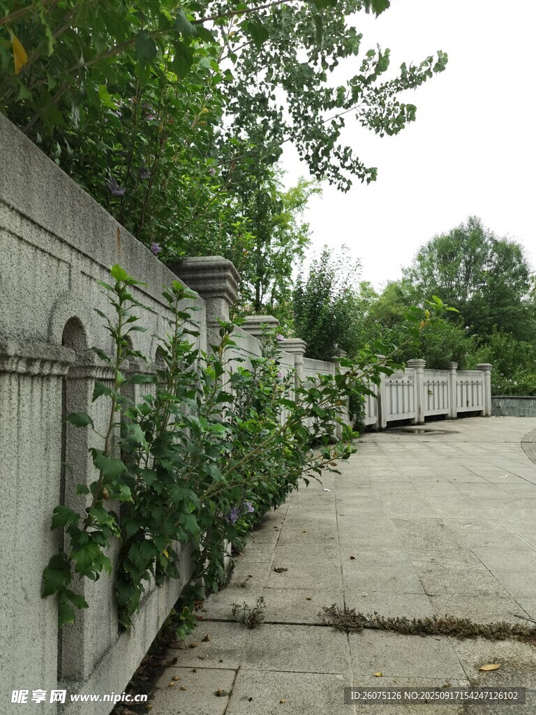 墻邊綠植蔓延的寧靜場景